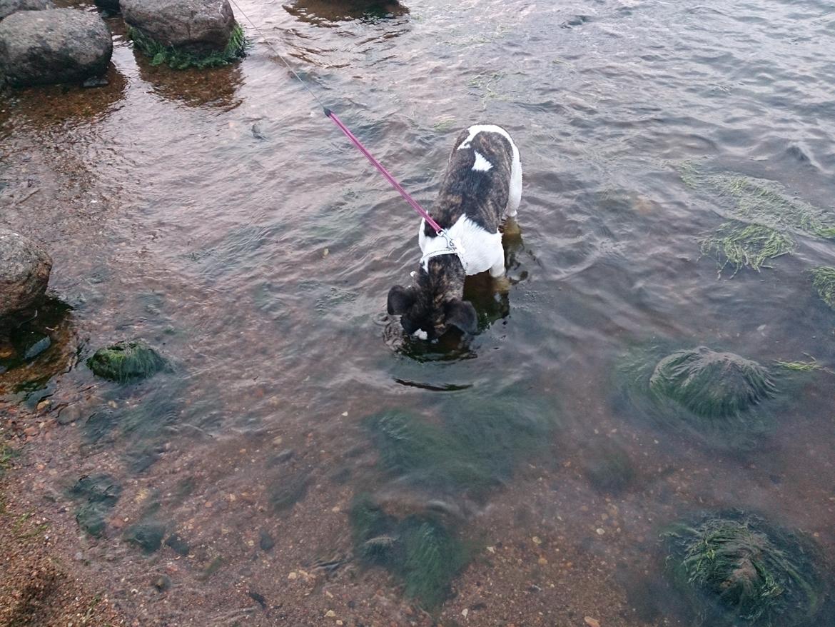 Blanding af racer Alma    (Frengle) billede 12