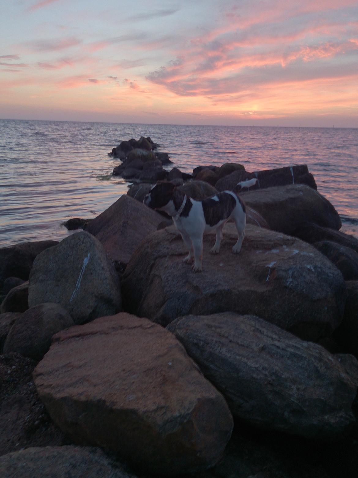 Blanding af racer Alma    (Frengle) billede 13