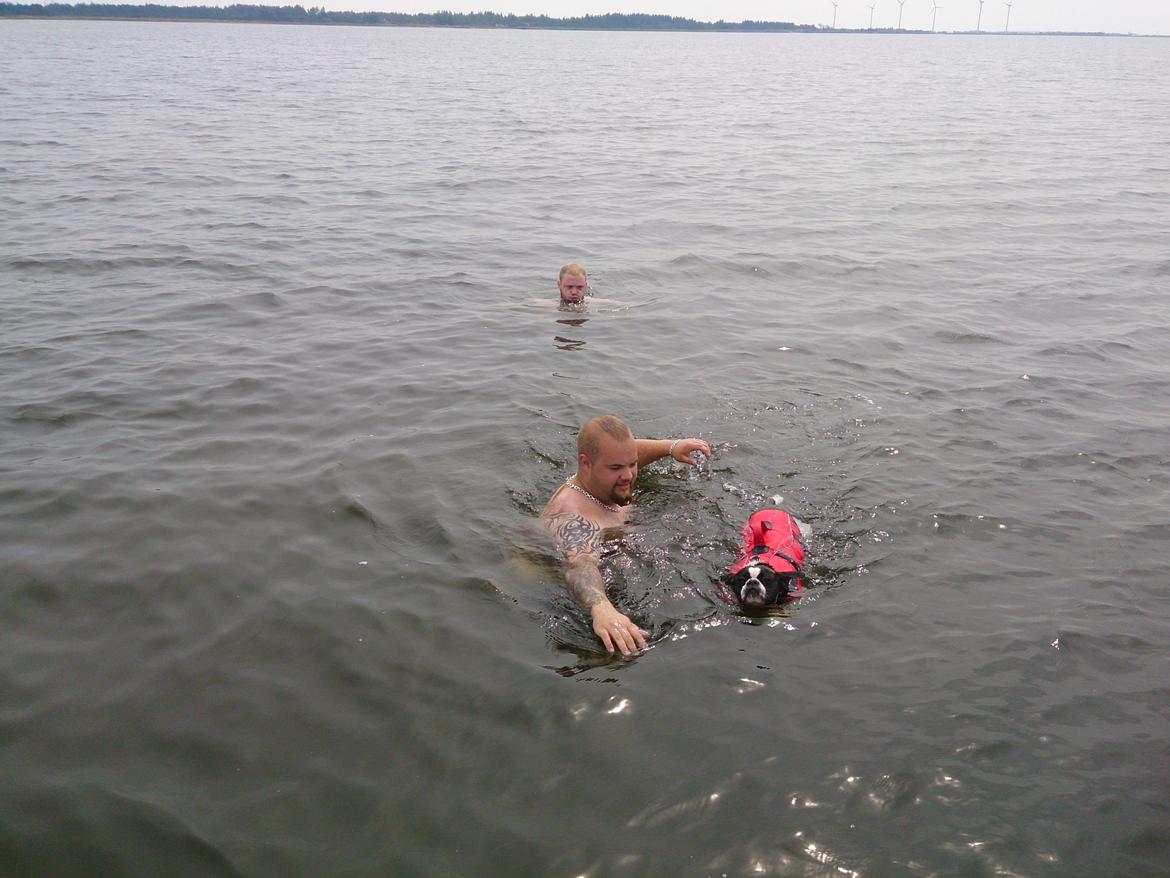 Blanding af racer Alma    (Frengle) billede 14