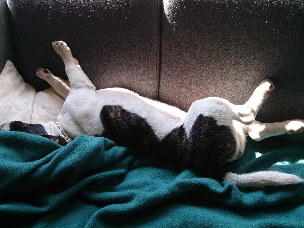 Blanding af racer Alma    (Frengle) billede 15