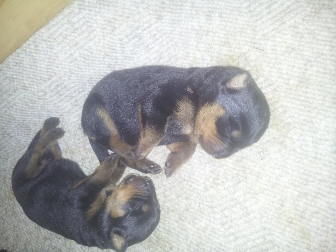 Rottweiler Stella - Mindi's Stella Af Aidt - Putter med brormand :) Jeg ligger nede i hjørnet. billede 1