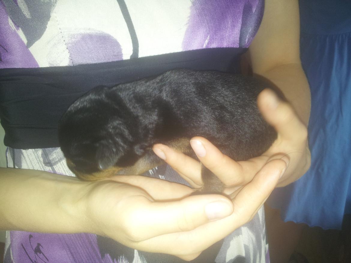 Rottweiler Stella - Mindi's Stella Af Aidt - sover lidt hos min kommende mor. jeg er meget lille <3 billede 2
