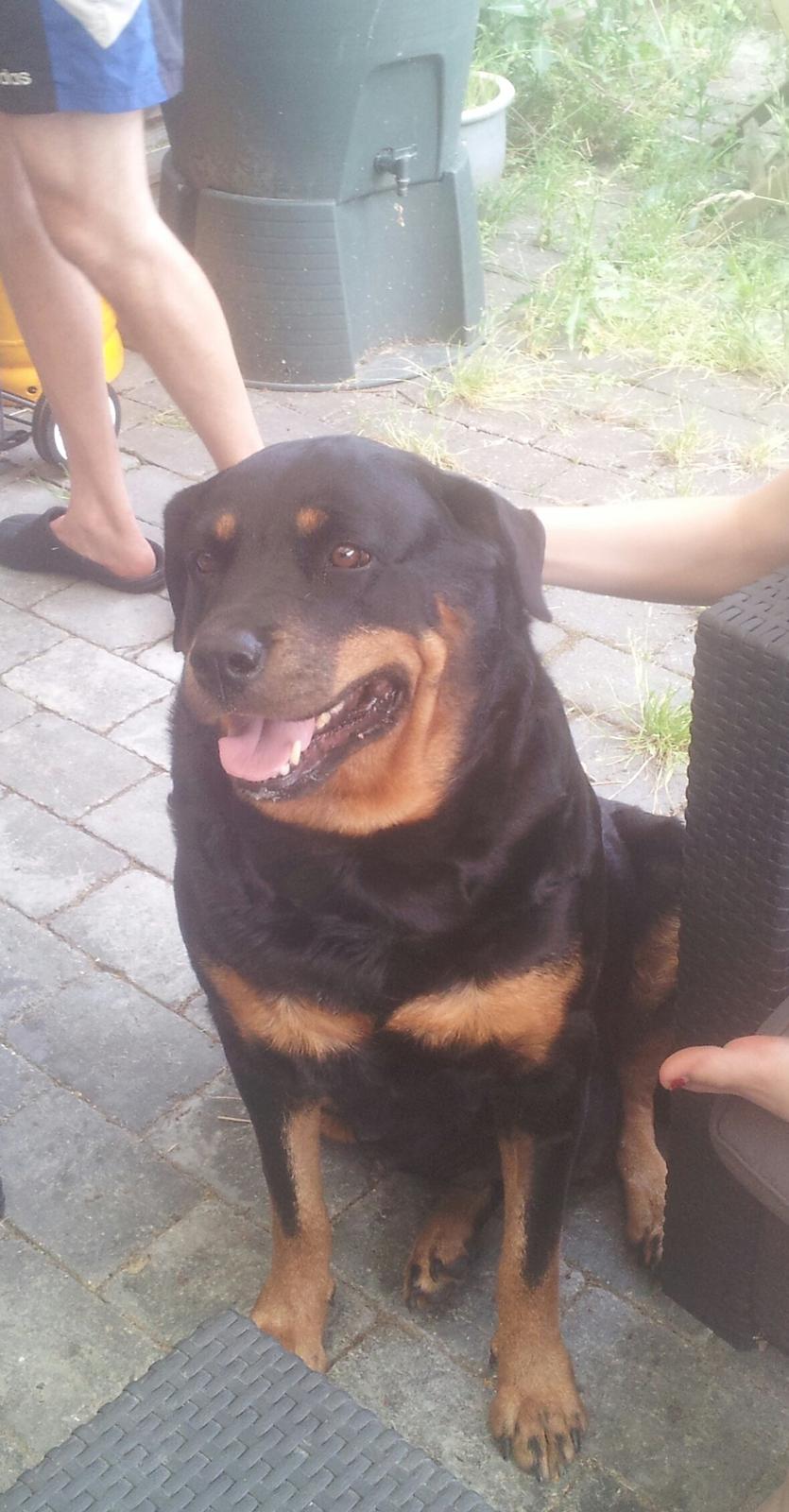Rottweiler Stella - Mindi's Stella Af Aidt - Mor Mindi :) billede 4