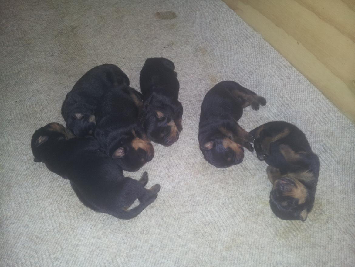 Rottweiler Stella - Mindi's Stella Af Aidt - Mig og mine brødre billede 5