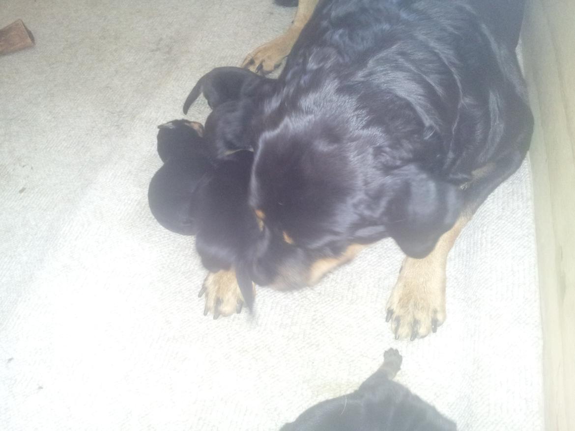 Rottweiler Stella - Mindi's Stella Af Aidt - Putter hos mor :) billede 6