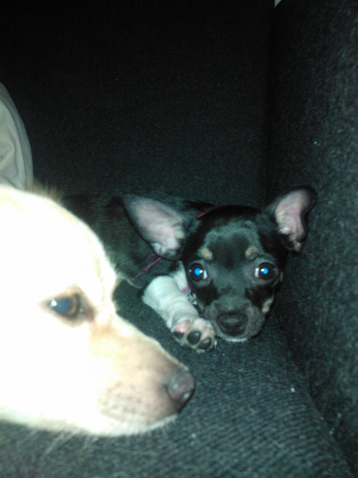 Chihuahua Trille - da trille var hvalp billede 1