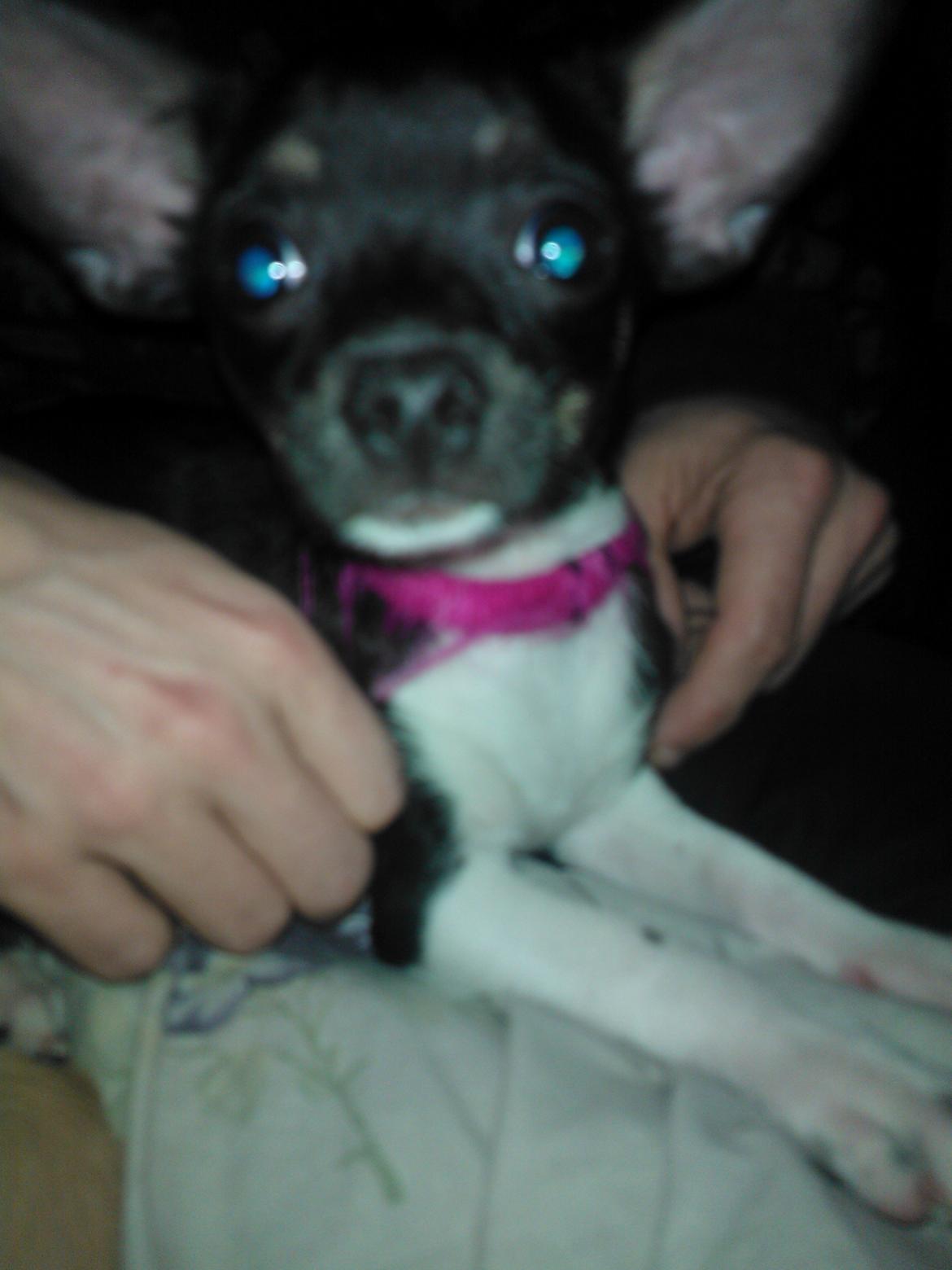 Chihuahua Trille - her er trille også hvalp billede 2