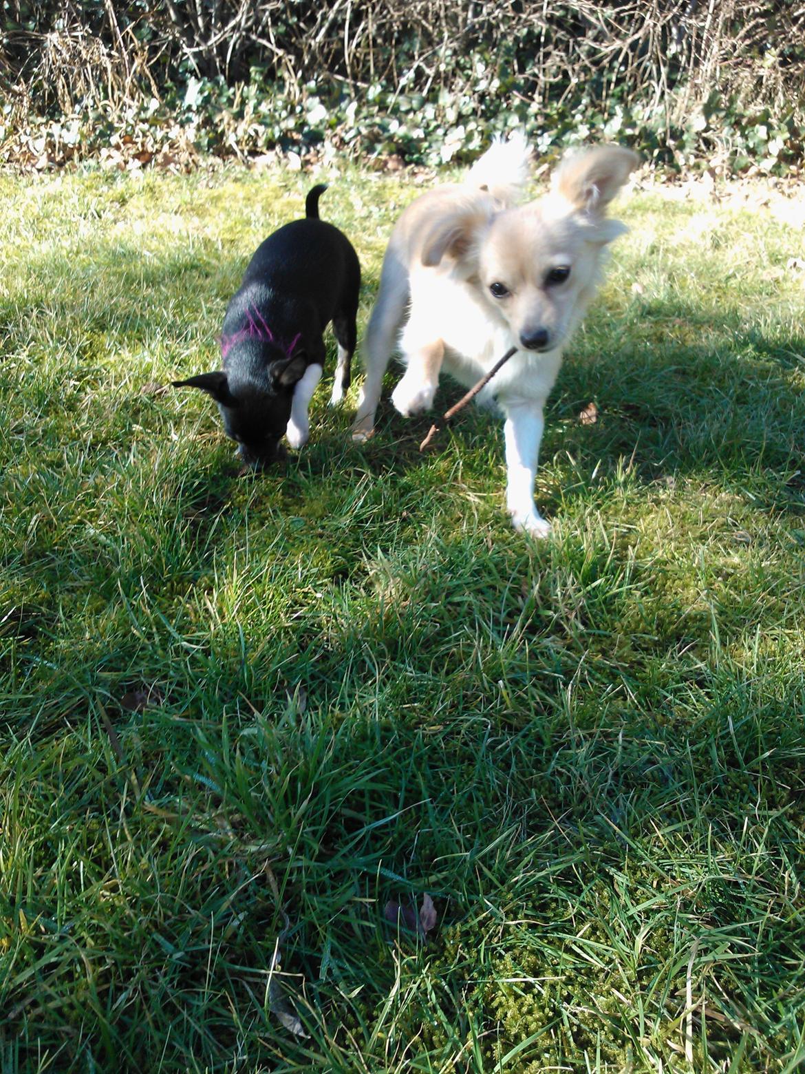 Chihuahua Trille - trille og gizmo billede 3