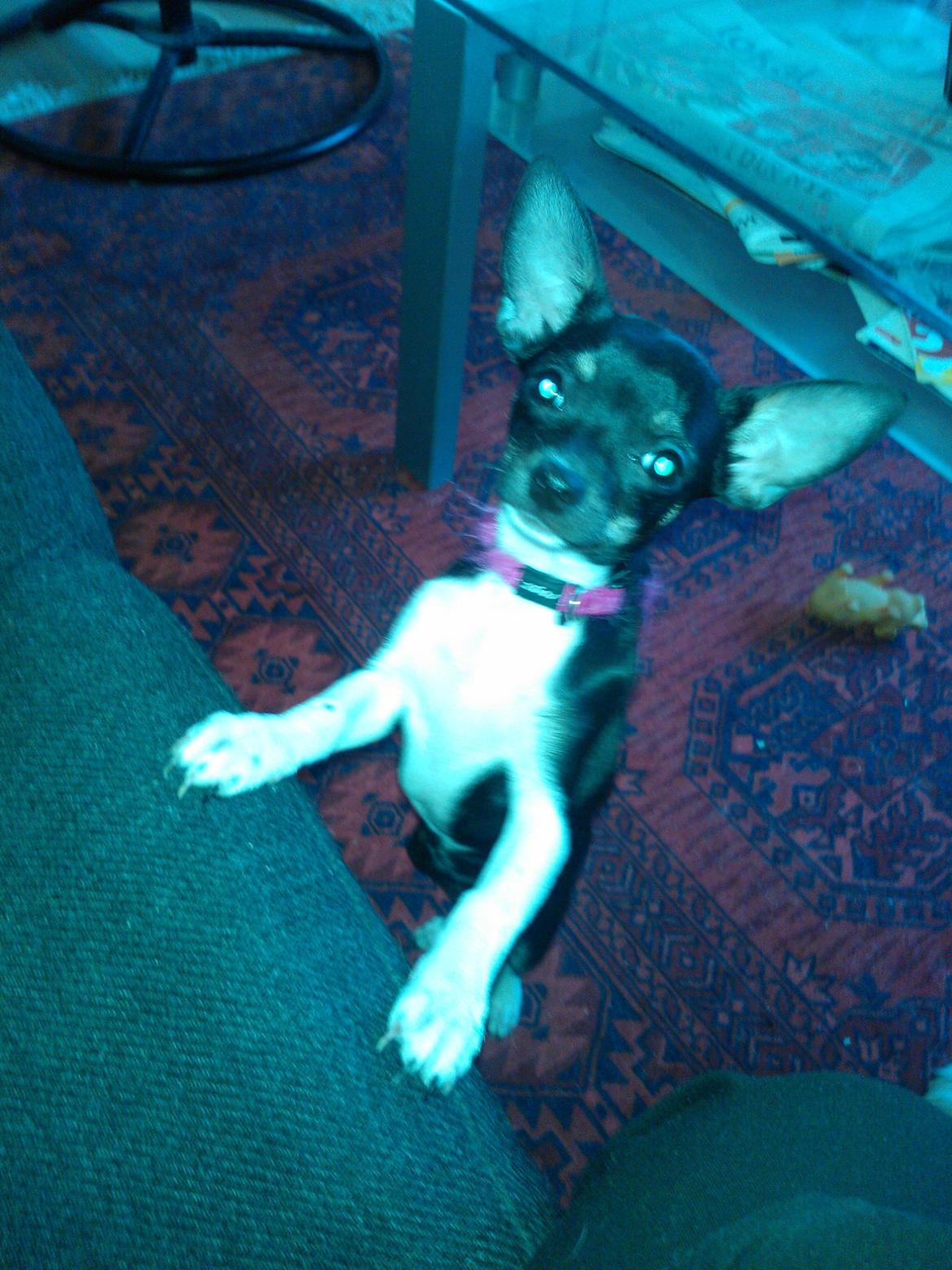 Chihuahua Trille - Baby trille billede 4