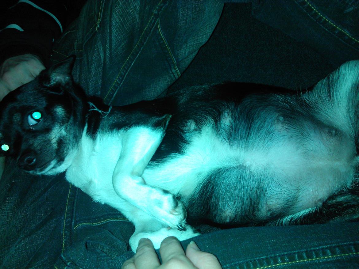 Chihuahua Trille - Trille blev større og gravid med Gizmo:) der lå 5 små hvalpe derinde:) billede 5