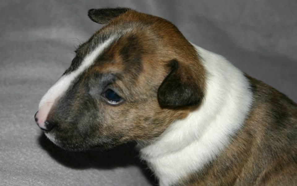 Bullterrier miniature Stubborn Head Danish Danymite aka Loco - 3 uger gammel billede 2