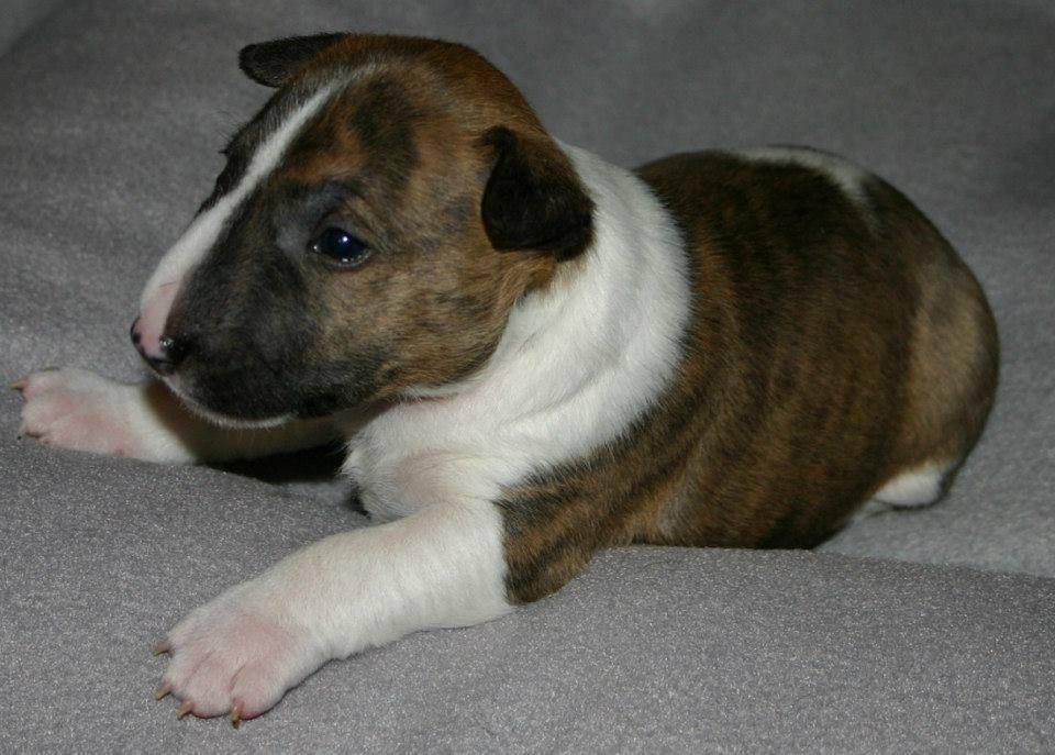 Bullterrier miniature Stubborn Head Danish Danymite aka Loco billede 3