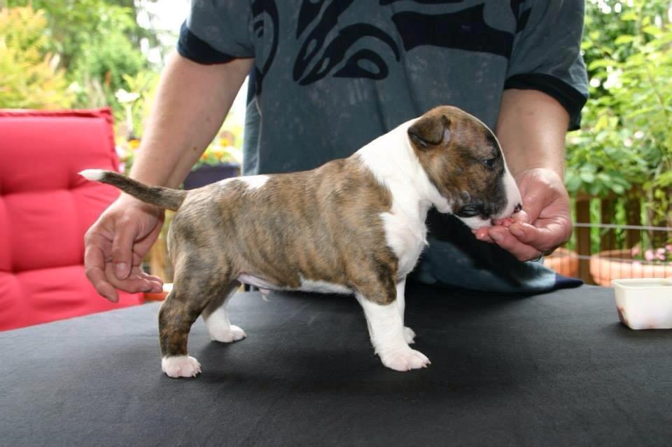 Bullterrier miniature Stubborn Head Danish Danymite aka Loco billede 4