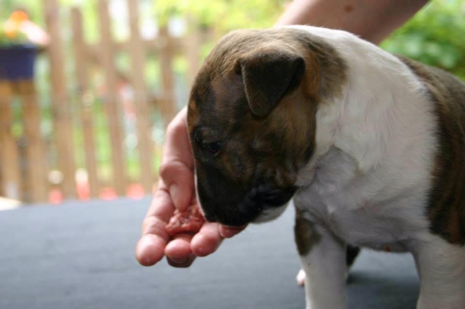Bullterrier miniature Stubborn Head Danish Danymite aka Loco billede 5
