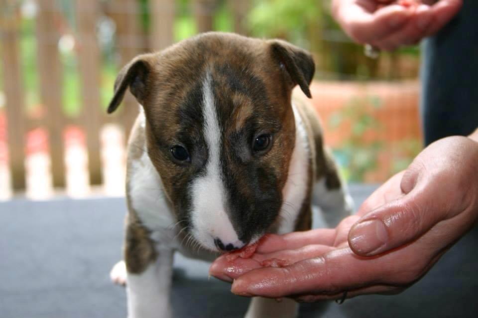 Bullterrier miniature Stubborn Head Danish Danymite aka Loco billede 6