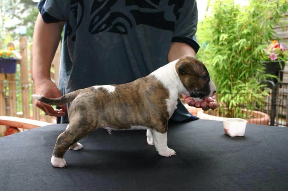 Bullterrier miniature Stubborn Head Danish Danymite aka Loco - 4 uger gammel billede 1
