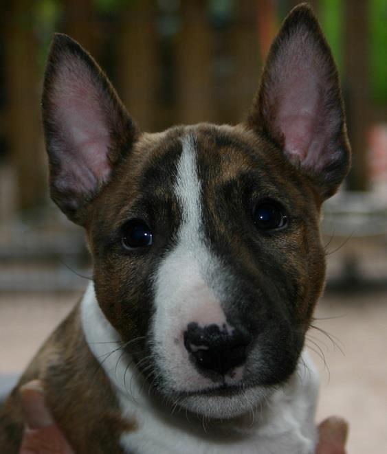 Bullterrier miniature Stubborn Head Danish Danymite aka Loco - 6 uger gammel - og kær som bare fanden  billede 7