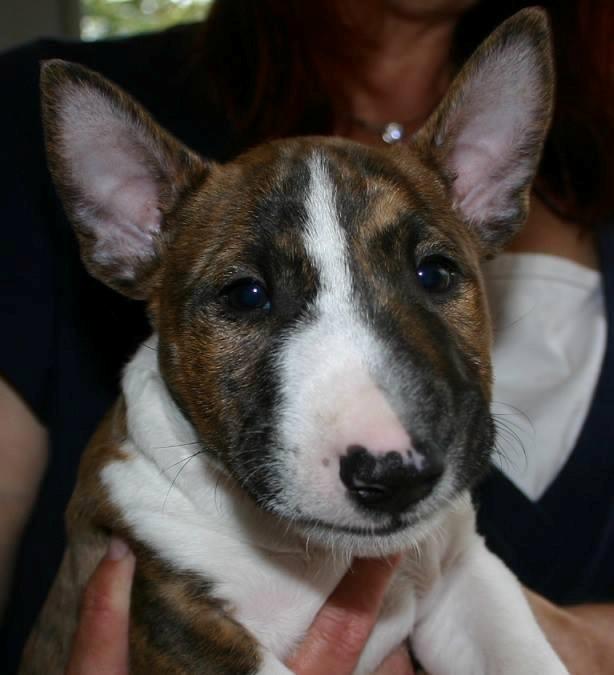 Bullterrier miniature Stubborn Head Danish Danymite aka Loco billede 8