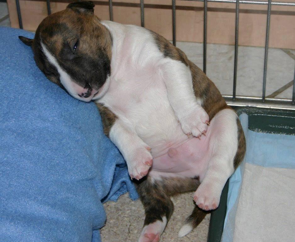 Bullterrier miniature Stubborn Head Danish Danymite aka Loco billede 9