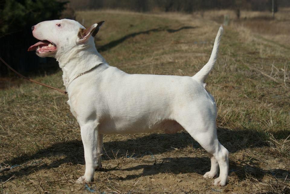 Bullterrier miniature Stubborn Head Danish Danymite aka Loco - Locos far Pagan billede 17