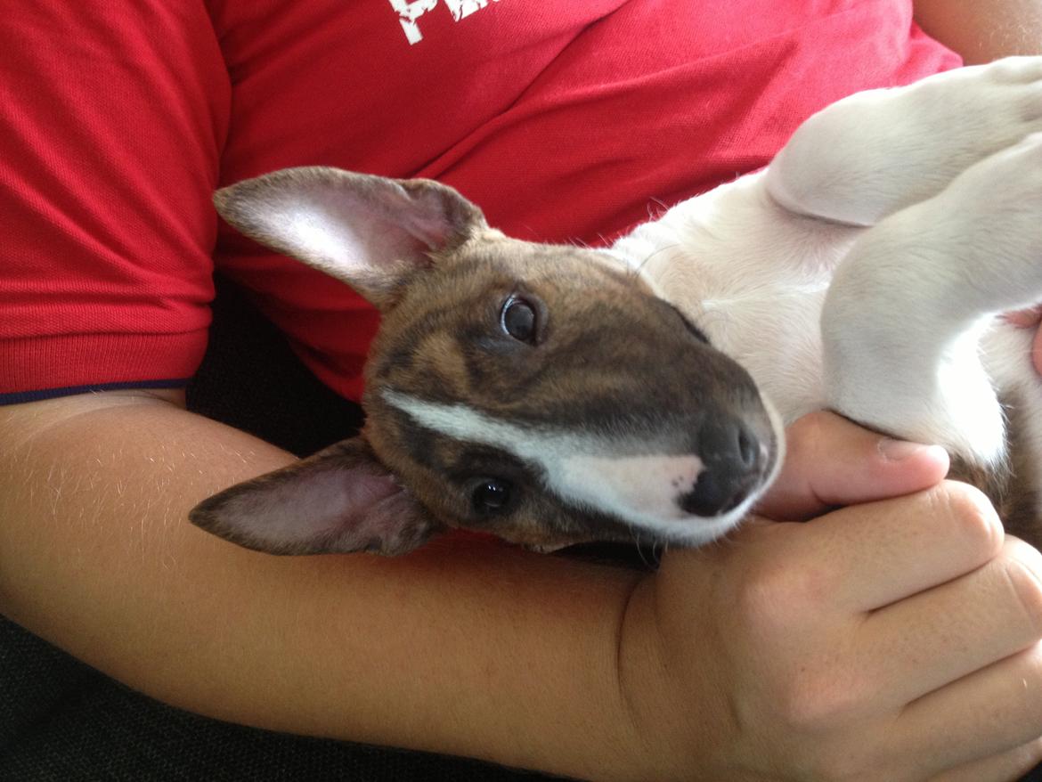 Bullterrier miniature Stubborn Head Danish Danymite aka Loco billede 11