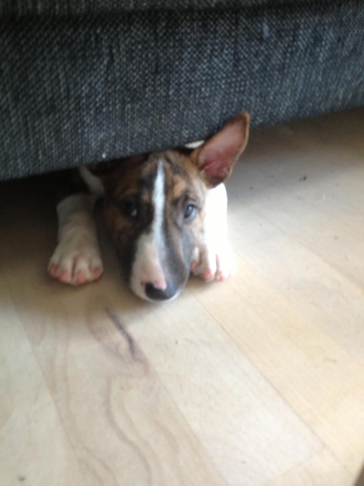 Bullterrier miniature Stubborn Head Danish Danymite aka Loco - Hans ynglings soveplads er under sofaen... Så længe det varer ;) billede 12