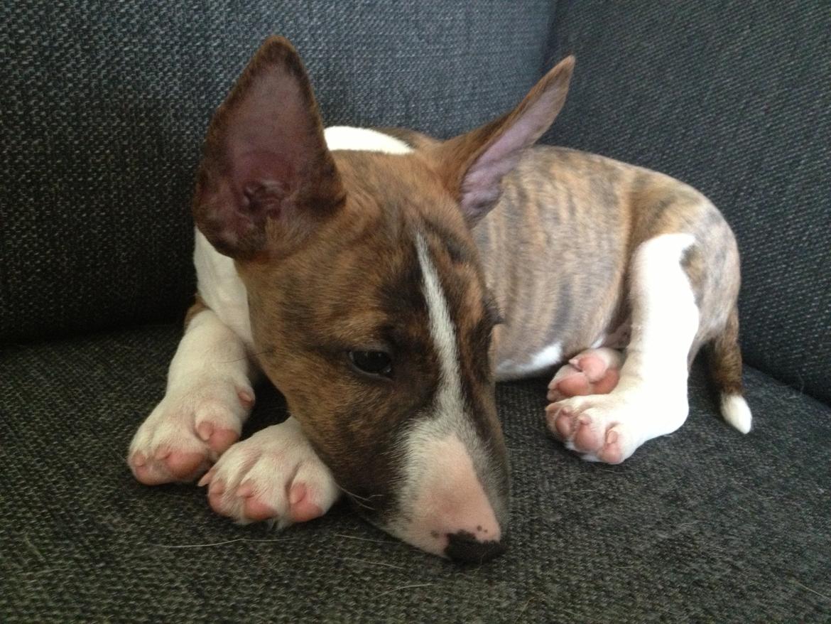 Bullterrier miniature Stubborn Head Danish Danymite aka Loco billede 15
