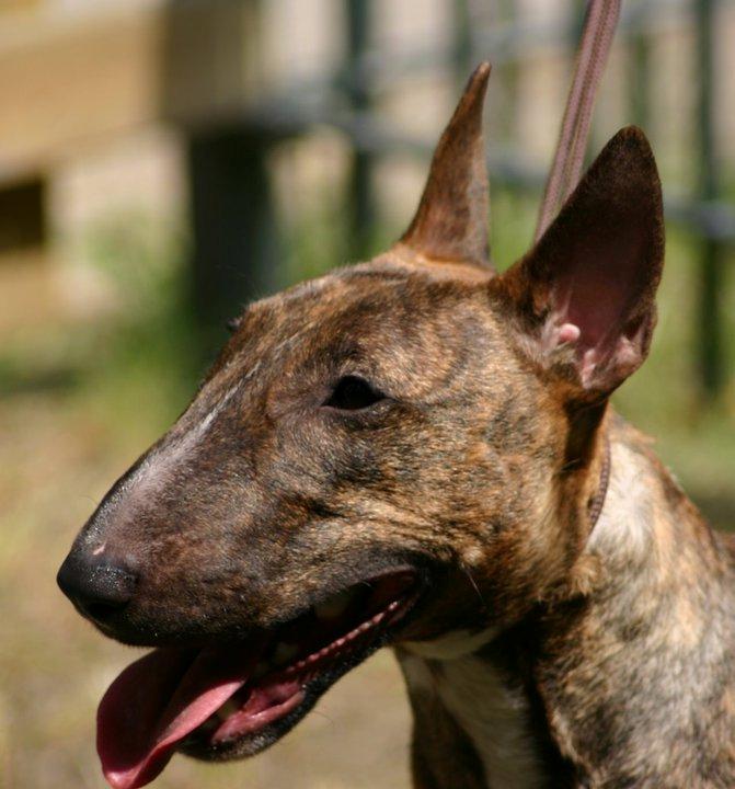 Bullterrier miniature Stubborn Head Danish Danymite aka Loco - Locos mor Krümel billede 18