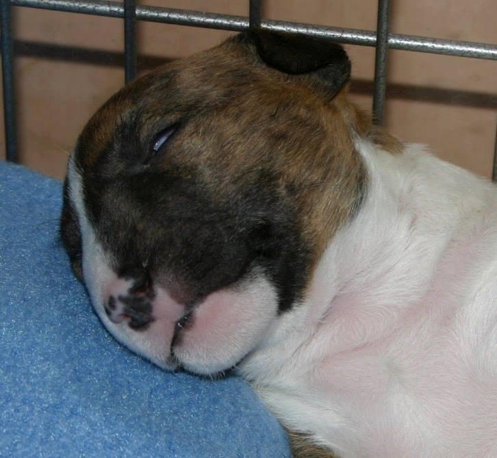 Bullterrier miniature Stubborn Head Danish Danymite aka Loco billede 16