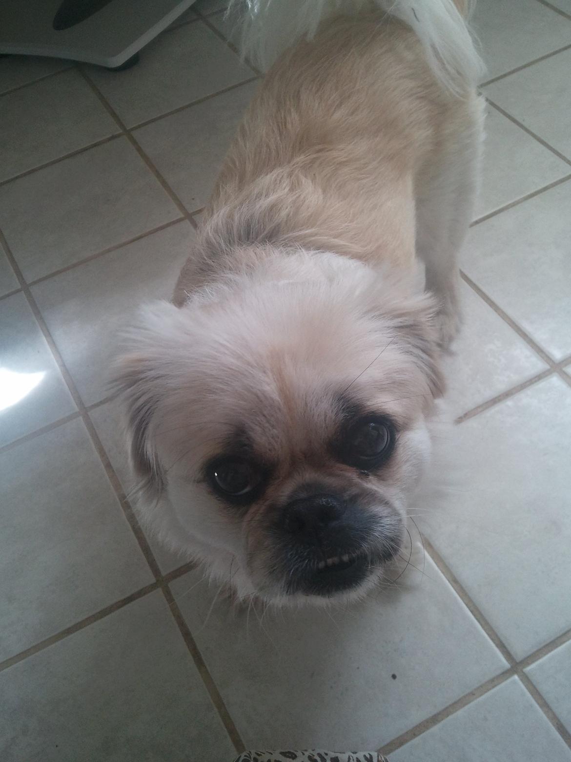 Blanding af racer Malou billede 1