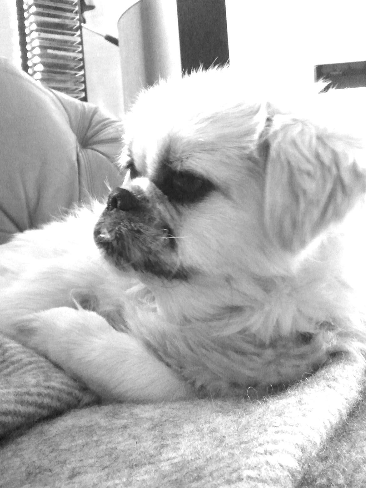 Blanding af racer Malou billede 2