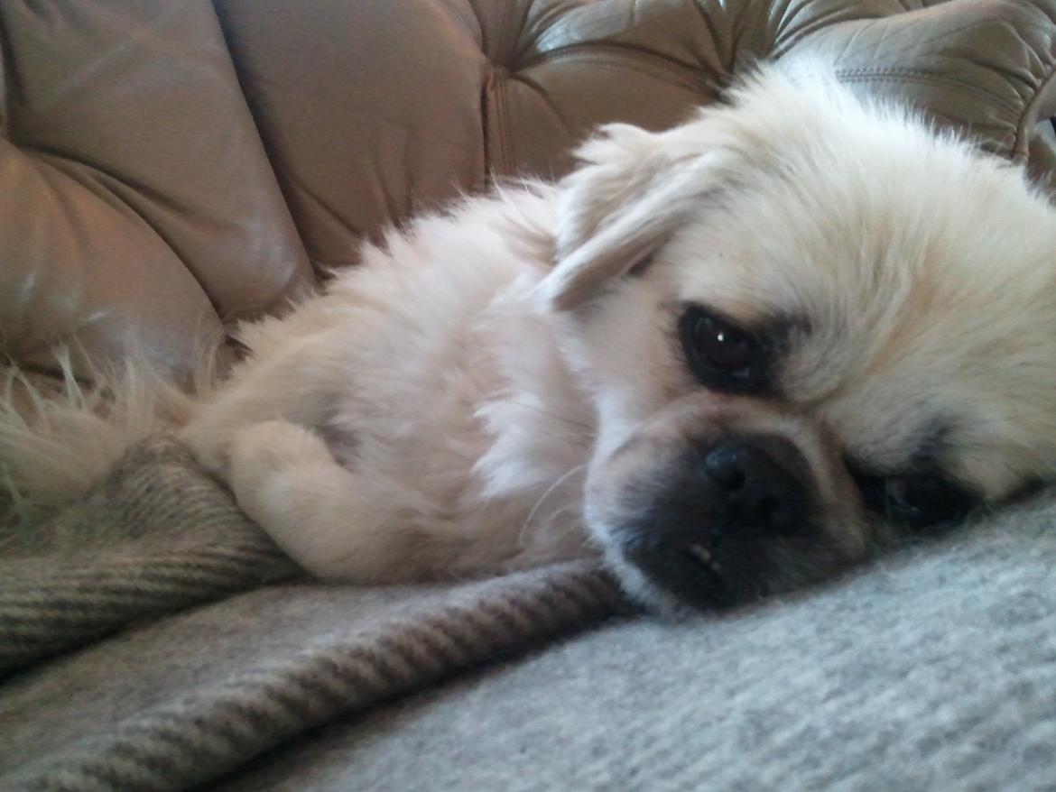 Blanding af racer Malou billede 3