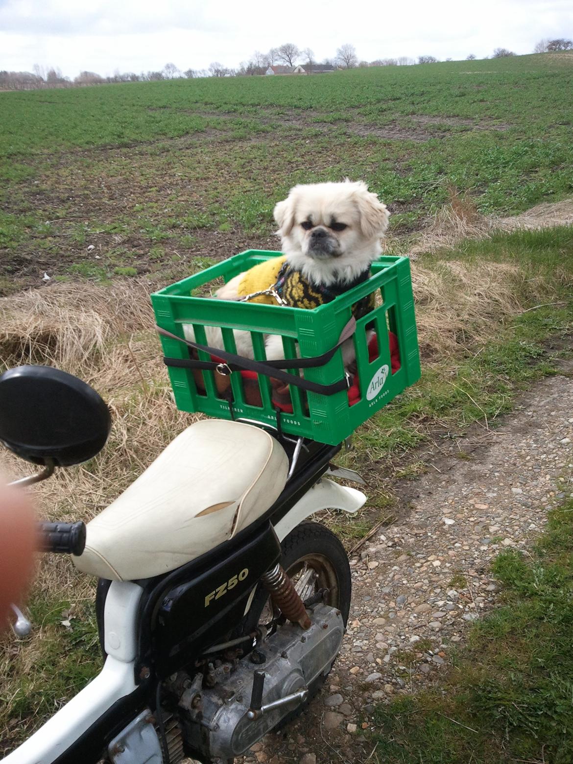 Blanding af racer Malou - Med på knallert tur. 
Hat og briller er taget af for billedets skyld :b billede 4