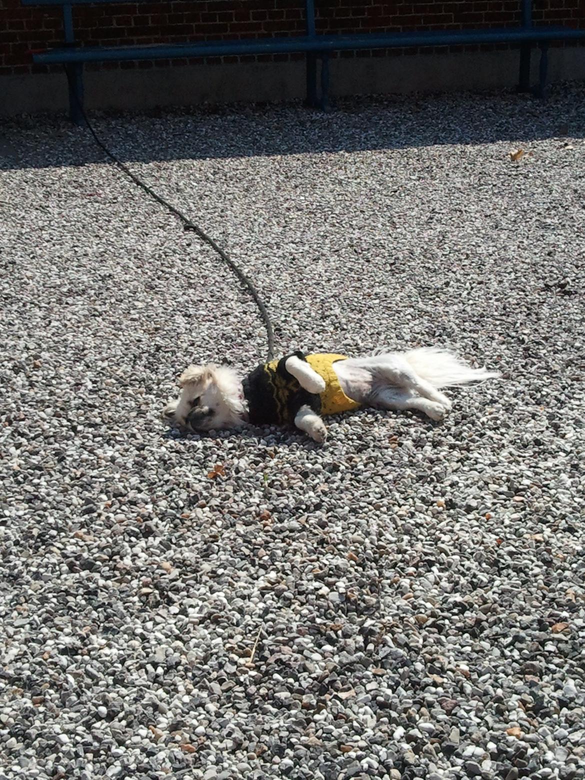 Blanding af racer Malou - Gået omkuld i den lune forårs sol. 
Hun har trøje på da hun var blevet klippet og frøs i det kølige forårsvejr billede 5