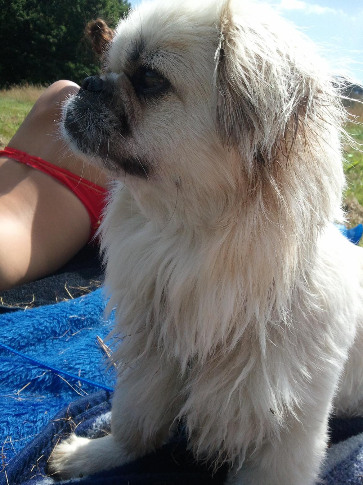 Blanding af racer Malou - Lulle med ved Hald-sø :) billede 6