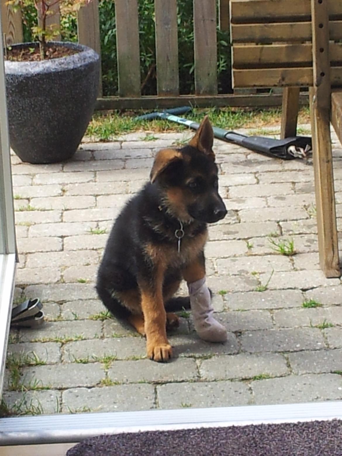 Schæferhund lucifer billede 6