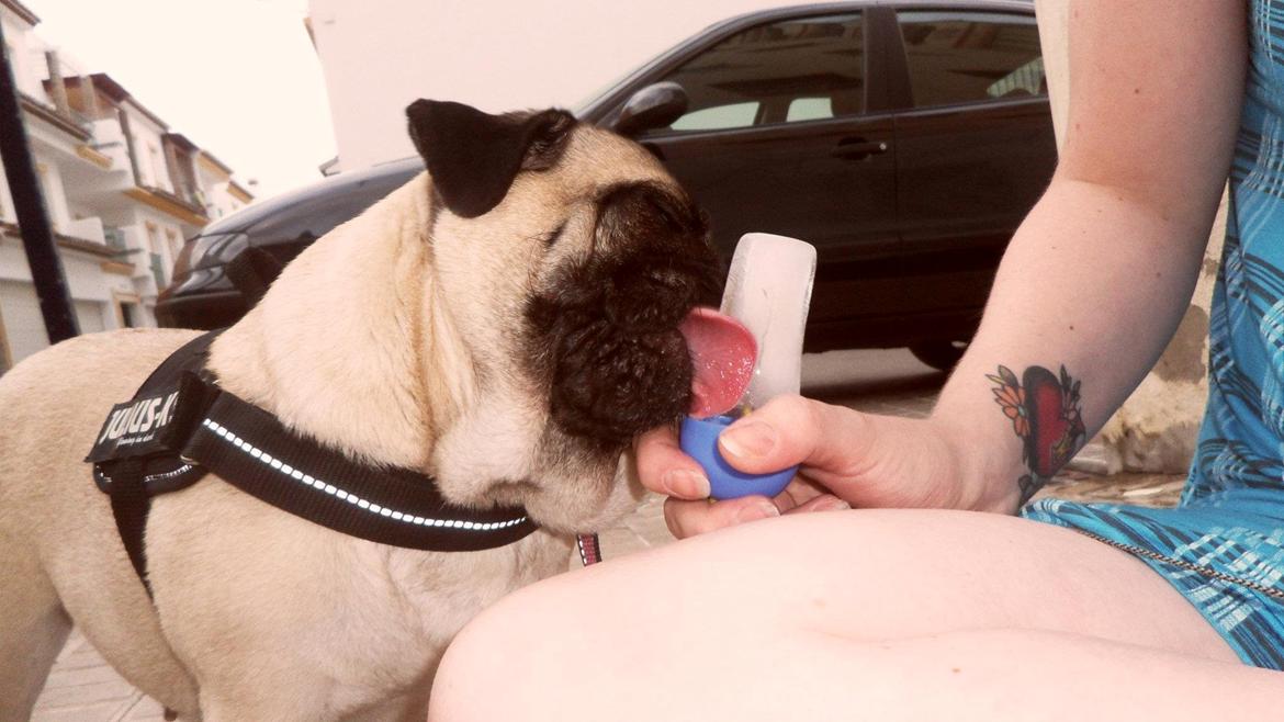 Mops Sally billede 11