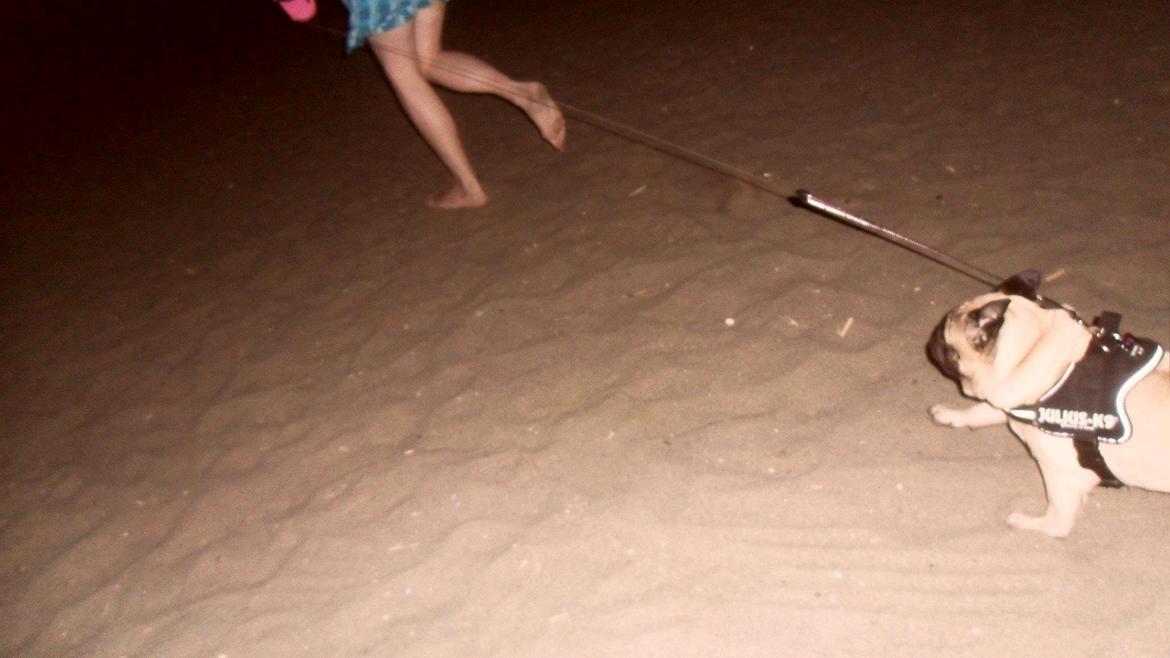 Mops Sally billede 12