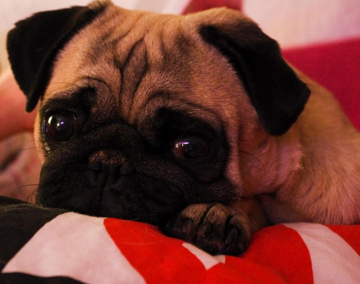 Mops Sally billede 14