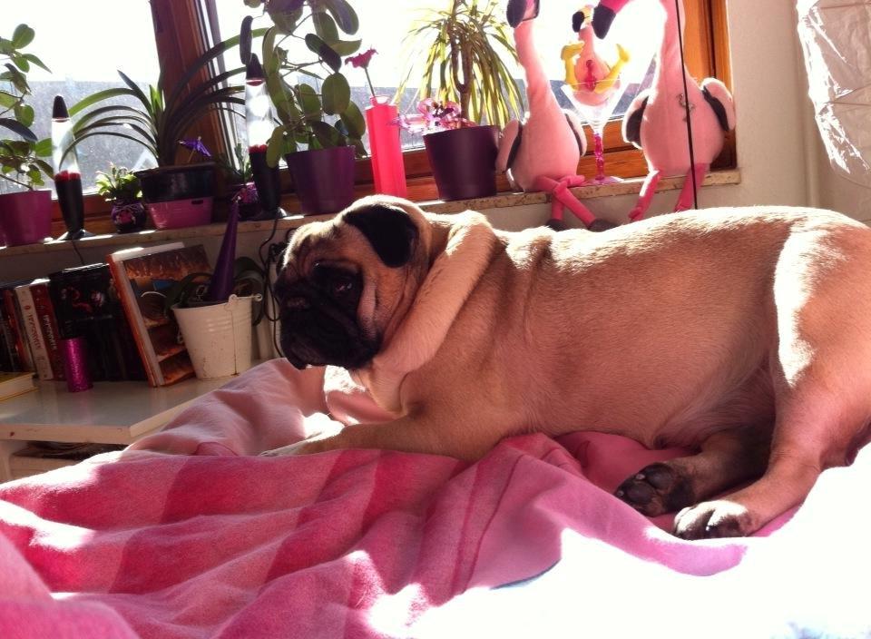 Mops Sally billede 15