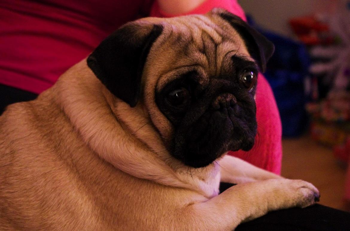 Mops Sally billede 16