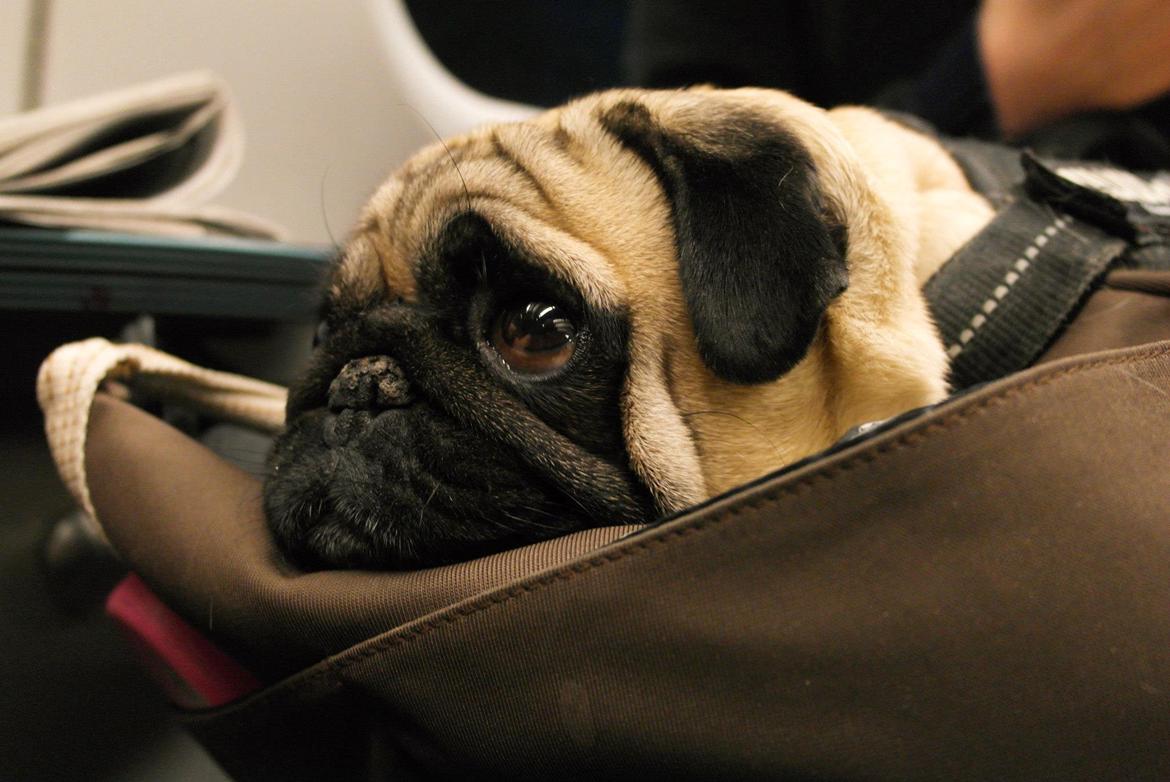 Mops Sally billede 21