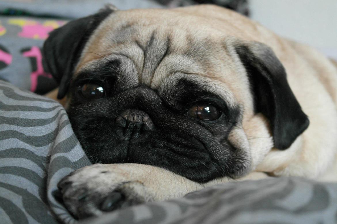 Mops Sally billede 23