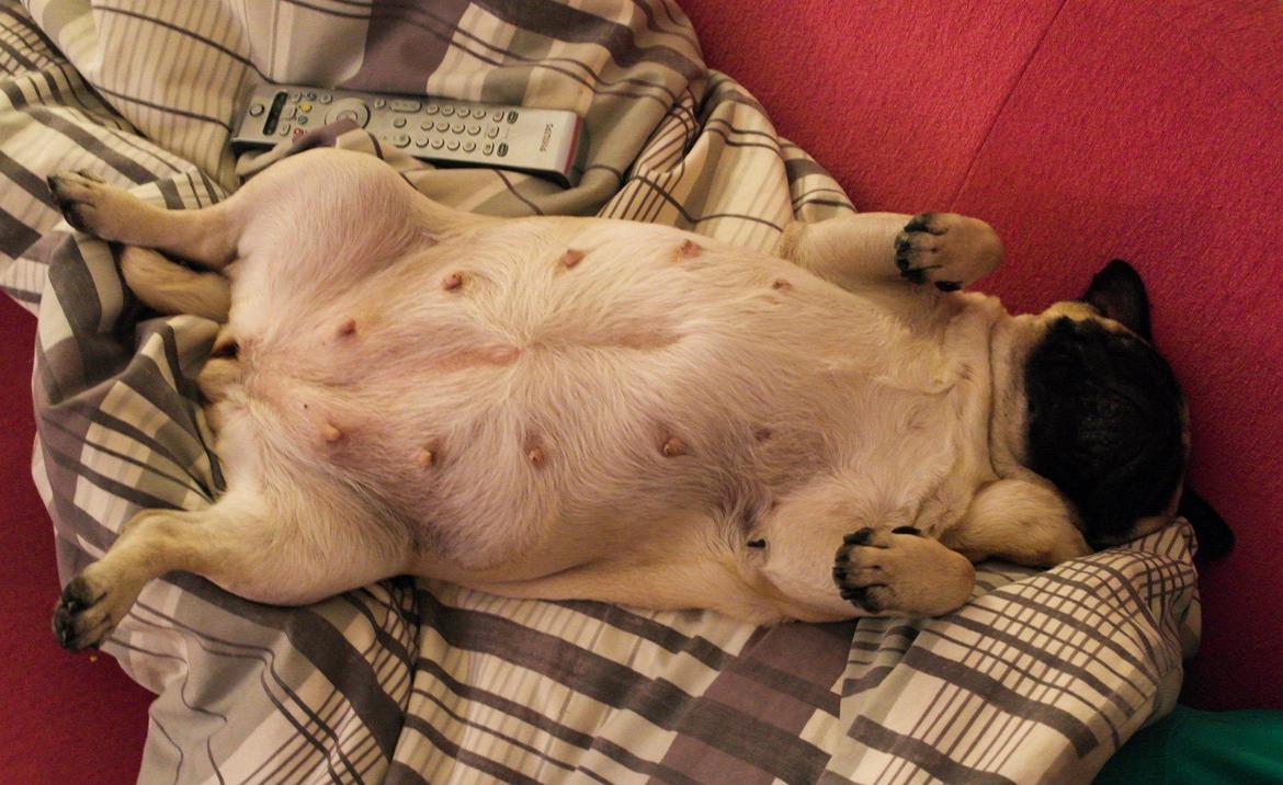 Mops Sally billede 24