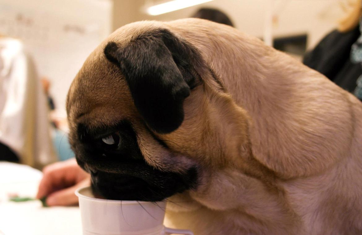 Mops Sally - Får mig lige en tår vand ^^ billede 25