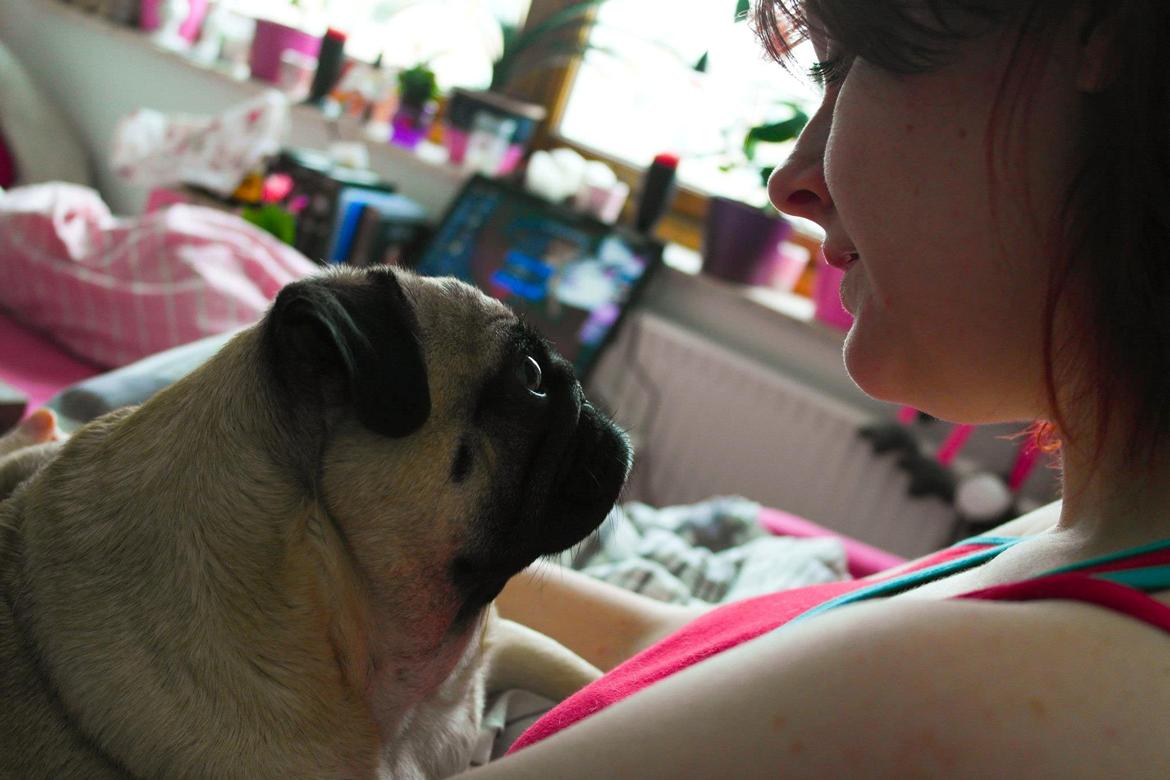 Mops Sally billede 27