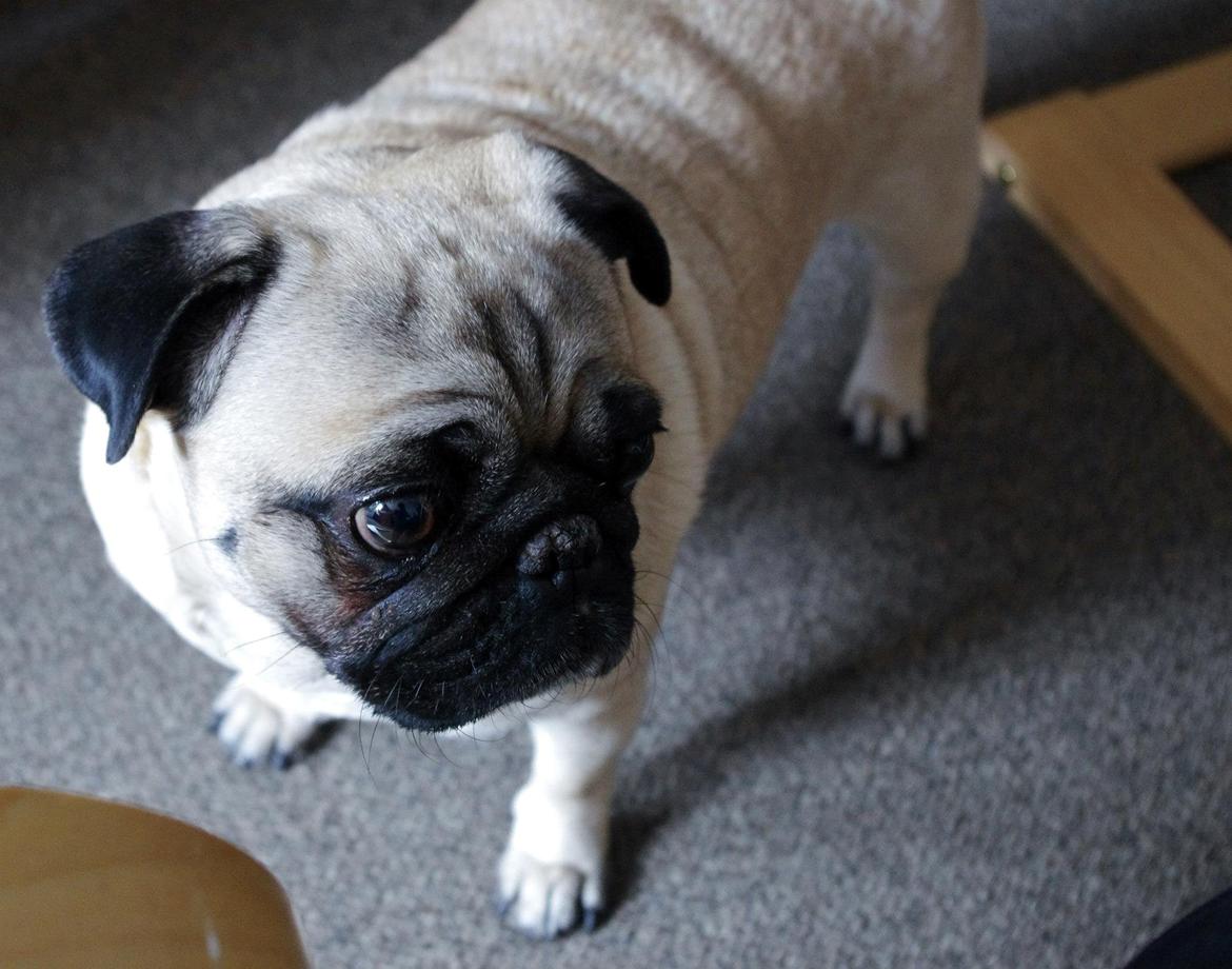 Mops Sally billede 30