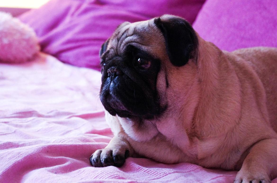 Mops Sally billede 31