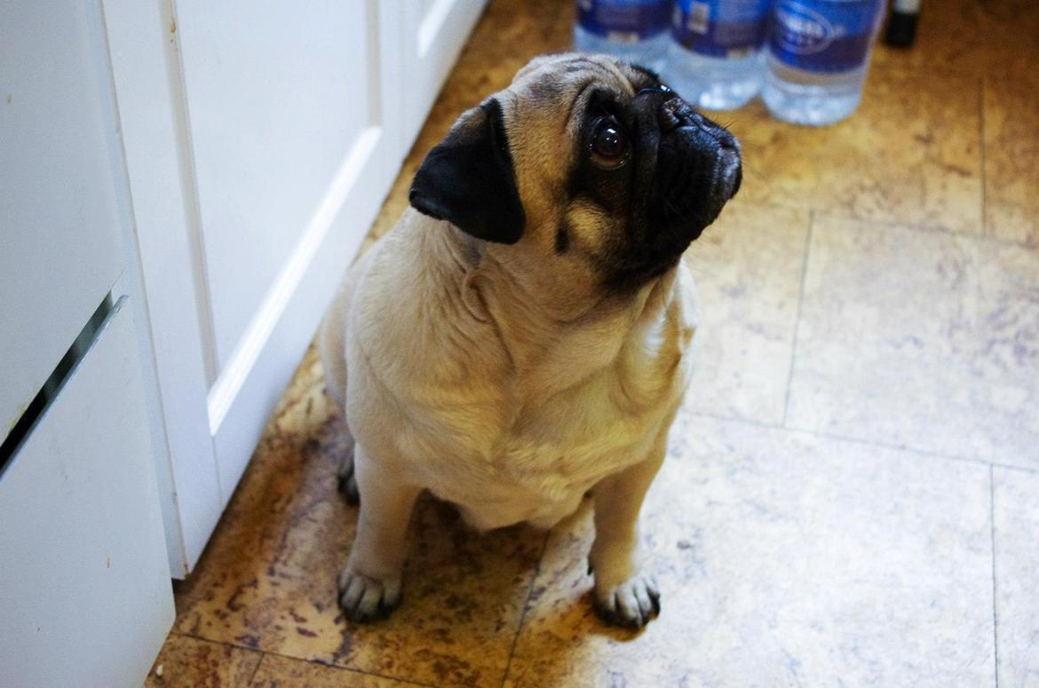 Mops Sally billede 32