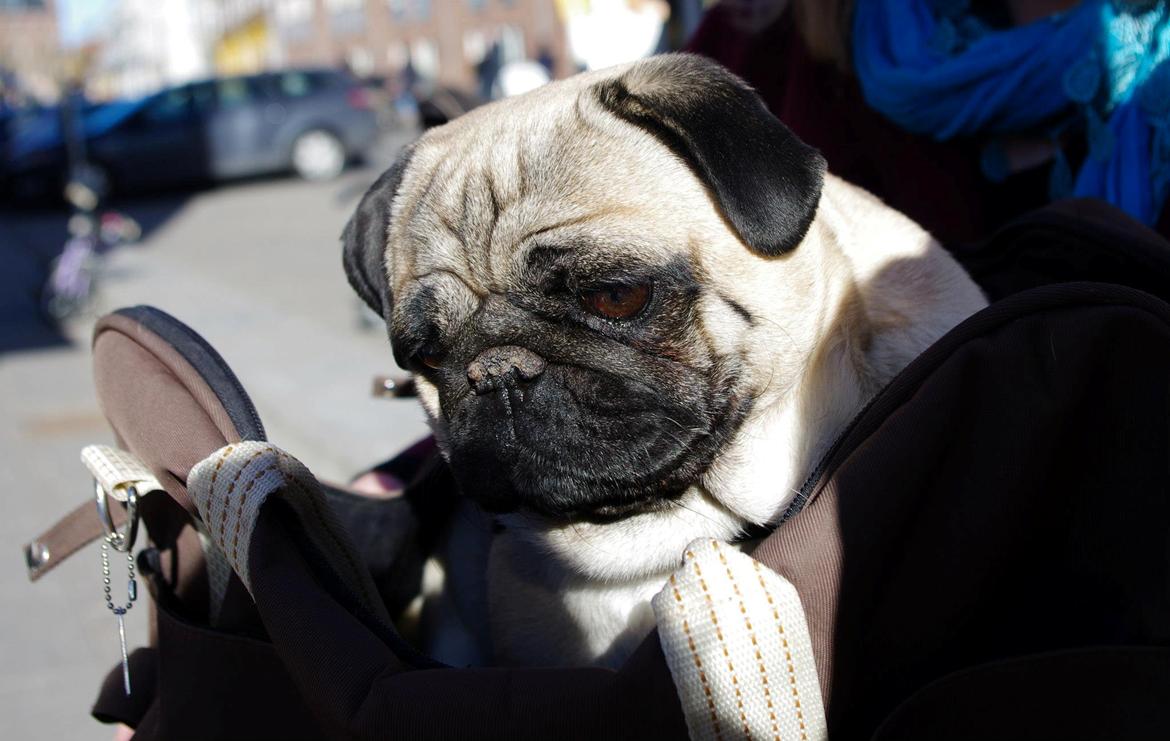 Mops Sally billede 33